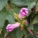 Ipomoea indica flower picture by Marie Legrand (cc-by-sa)