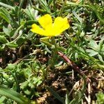 Potentilla crantzii habit picture by Louise Fulchiron (cc-by-sa)