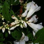 Lundia corymbifera flower picture by Nelson Zamora Villalobos (cc-by-nc)