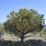 Pinus halepensis habit picture by jeannot (cc-by-sa)