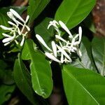 Palicourea eurycarpa flower picture by Nelson Zamora Villalobos (cc-by-nc)