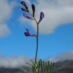 Vicia onobrychioides habit picture by de Juana Eduardo (cc-by-sa)