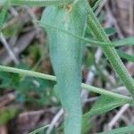 Rhinanthus major leaf picture by Sergio costantini (cc-by-sa)