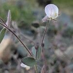 Acmispon americanus flower picture by arlas (cc-by-sa)