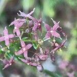 Galium taygeteum flower picture by bas yves (cc-by-sa)