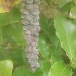 Garrya elliptica fruit picture by maristela diaz (cc-by-sa)