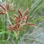 Cyperus longus flower picture by Llandrich anna (cc-by-sa)