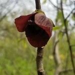 Asimina triloba flower picture by Donald Huffman (cc-by-sa)