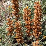 Orobanche litorea flower picture by Martin Bishop (cc-by-sa)