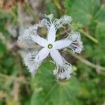 Trichosanthes cucumerina flower picture by Emmanuel GIFFARD (cc-by-sa)