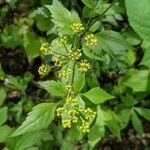 Thaspium barbinode flower picture by Courtney H (cc-by-sa)