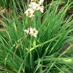 Sisyrinchium striatum flower picture by Diaz Rodrigo (cc-by-sa)