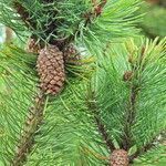 Pinus contorta fruit picture by Anna Pickering (cc-by-sa)