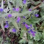 Echium vulgare flower picture by philippe hargous (cc-by-sa)