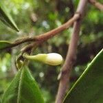 Turraea ovata flower picture by S. Dufour-Kowalski (cc-by-sa)