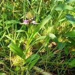 Dactylorhiza incarnata habit picture by Klaas Everards (cc-by-sa)