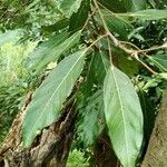 Ficus variegata leaf picture by Quyền Nguyễn Hùng (cc-by-sa)