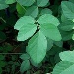 Clitoria ternatea leaf picture by pratiwir pratiwir (cc-by-sa)