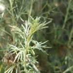 Artemisia californica leaf picture by Lisa J (cc-by-sa)