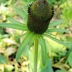 Rudbeckia occidentalis flower picture by Ethan Greer (cc-by-sa)