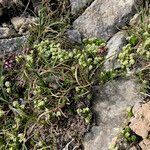 Galium pyrenaicum habit picture by Fabien Anthelme (cc-by-sa)