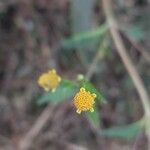 Acmella uliginosa flower picture by Prasanta Hembram (cc-by-sa)