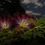 Calliandra rubescens flower picture by Nelson Zamora Villalobos (cc-by-nc)