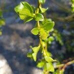 Salix breviserrata leaf picture by Christophe Bourdillon (cc-by-sa)