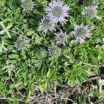 Globularia meridionalis flower picture by Andrea Ruggeri (cc-by-sa)