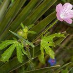 Malva cretica leaf picture by Martin Bishop (cc-by-sa)