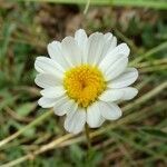 Leucanthemum pallens flower picture by Alain Bigou (cc-by-sa)