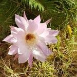 Echinopsis oxygona flower picture by Peña Ángel (cc-by-sa)