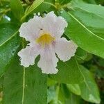 Tabebuia pallida flower picture by Radagast The Brown (cc-by-sa)