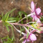 Epilobium fleischeri leaf picture by Martin Bishop (cc-by-sa)