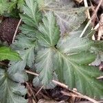 Phacelia bipinnatifida leaf picture by marie flores (cc-by-sa)