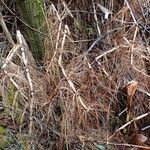 Equisetum telmateia habit picture by Yoan MARTIN (cc-by-sa)