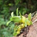 Bulbophyllum nutans habit picture by Sarami (cc-by-sa)