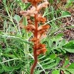 Orobanche amethystea habit picture by Régine Pappalardo (cc-by-sa)