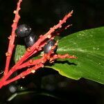 Reinhardtia simplex flower picture by Nelson Zamora Villalobos (cc-by-nc)