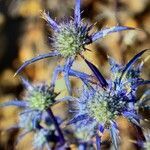 Eryngium dilatatum flower picture by Paolo (cc-by-sa)