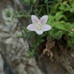 Campanula mollis flower picture by BG Momo (cc-by-sa)