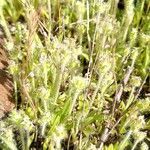 Plantago bellardii flower picture by Jean-Marc Vanel (cc-by-sa)