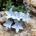 Campanula fragilis flower picture by Masulli Andrea (cc-by-sa)