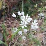 Allium subhirsutum flower picture by serragerace (cc-by-sa)