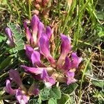 Astragalus monspessulanus flower picture by Pierre Bonnet (cc-by-sa)