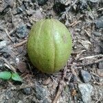 Carya glabra fruit picture by Crystal K (cc-by-sa)