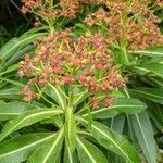 Euphorbia mellifera flower picture by rearle (cc-by-sa)