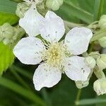 Rubus caesius flower picture by Seidel Friedrich (cc-by-sa)