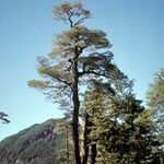 Nothofagus dombeyi habit picture by Daniel Barthelemy (cc-by-nc)