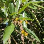 Citharexylum myrianthum fruit picture by Makoto Makoto (cc-by-sa)